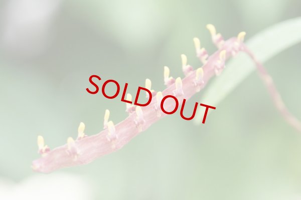 画像2: Megaclinium.falcatum‘Jungle Gem’ (原種)メガクリニウム・ファルカタム‘ジャングル・ジェム’(次年度開花予定株) (2)