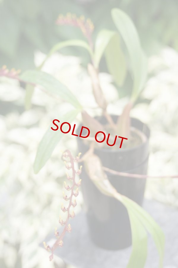 画像3: Megaclinium.falcatum‘Jungle Gem’ (原種)メガクリニウム・ファルカタム‘ジャングル・ジェム’(次年度開花予定株) (3)