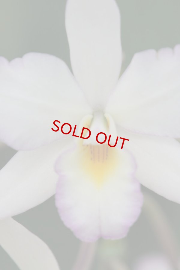 画像2: Jackfowlieara  Appleblossom(実生)ジャックフォウリエアラ アップルブロッサム(次年度開花予定株) (2)