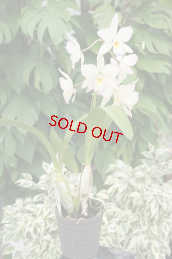 画像3: Jackfowlieara  Appleblossom(実生)ジャックフォウリエアラ アップルブロッサム(次年度開花予定株) (3)