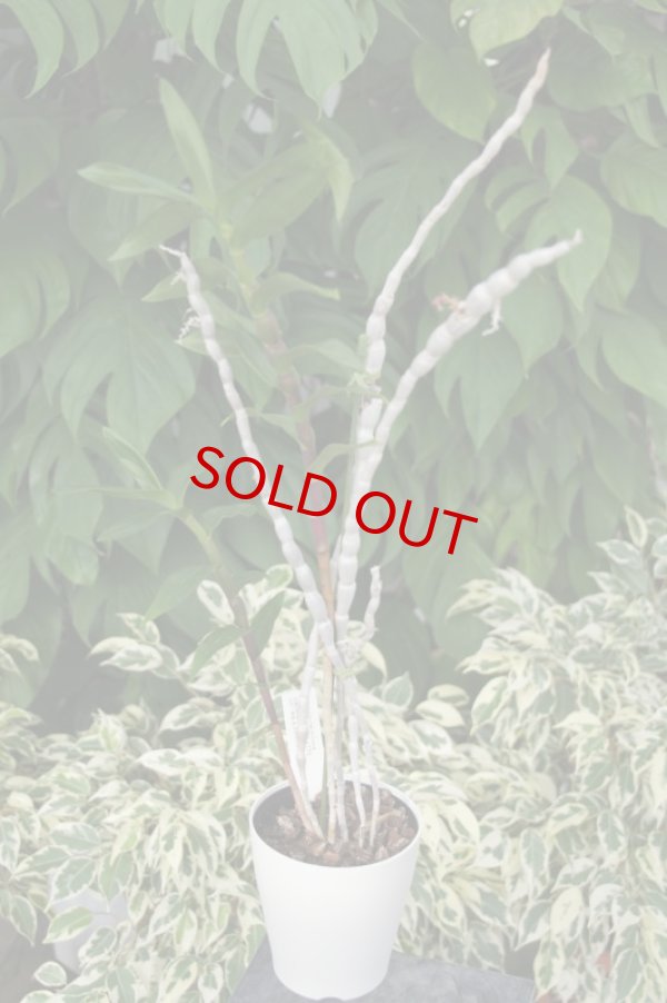 画像2: Den.goldschmidtianum (原種)デンドロビウム ゴールドシュミディアナム(次年度開花予定株) (2)