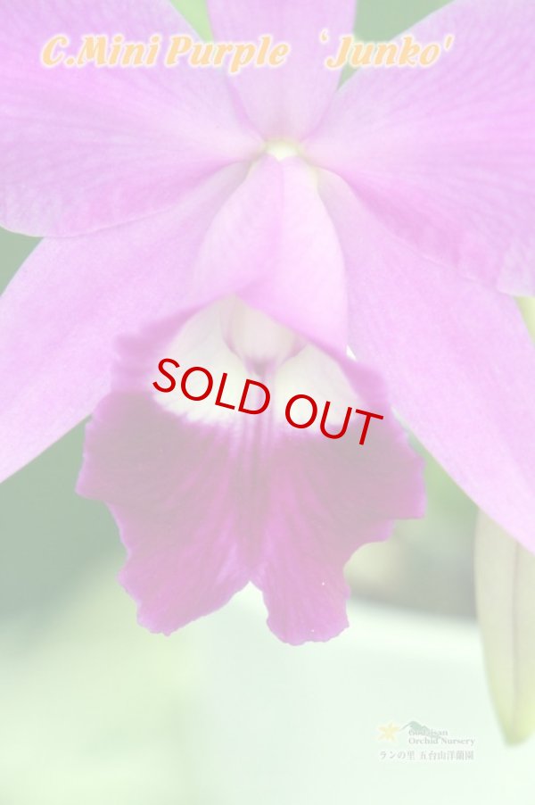 画像2: C[Lc].Mini Purple‘Junko'　（交配種）カトレア　ミニパープル'ジュンコ’ (2)
