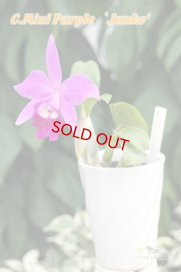画像3: C[Lc].Mini Purple‘Junko'　（交配種）カトレア　ミニパープル'ジュンコ’ (3)
