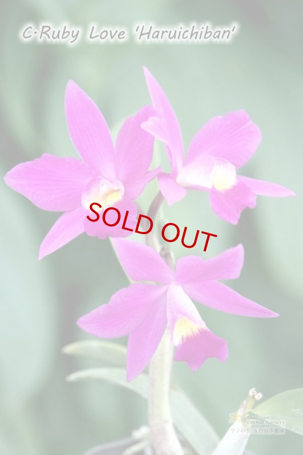 画像2: 【ミニカトレア】C[Slc].Ruby Love ‘Haruichiban'（交配種）カトレア　ルビーラブ '春一番’ (2)