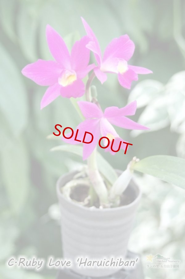 画像3: 【ミニカトレア】C[Slc].Ruby Love ‘Haruichiban'（交配種）カトレア　ルビーラブ '春一番’ (3)