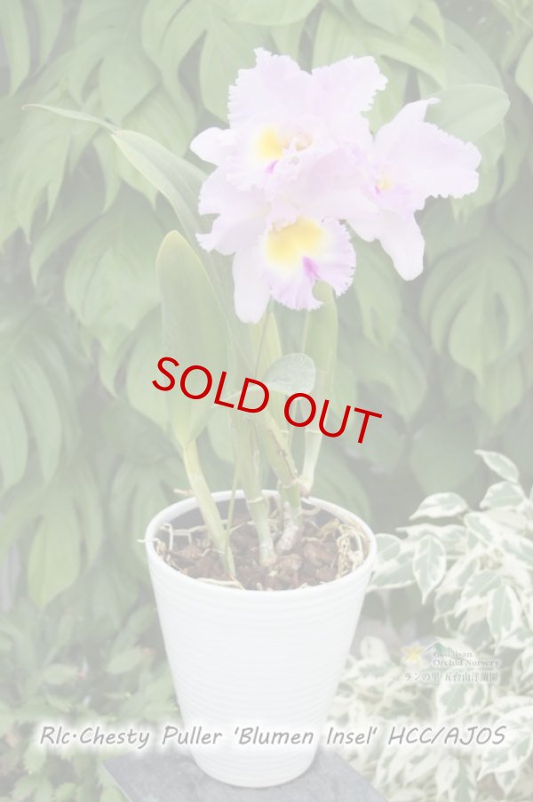 画像3: 【香りの良い大輪ライトピンクカトレア】Rlc.Chesty Puller 'Blumen Insel' (交配種) リンコレリオカトレア チェスティープラー ‘ブルーメンインセル' (3)