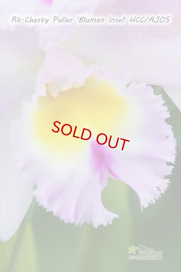 画像2: 【香りの良い大輪ライトピンクカトレア】Rlc.Chesty Puller 'Blumen Insel' (交配種) リンコレリオカトレア チェスティープラー ‘ブルーメンインセル' (2)