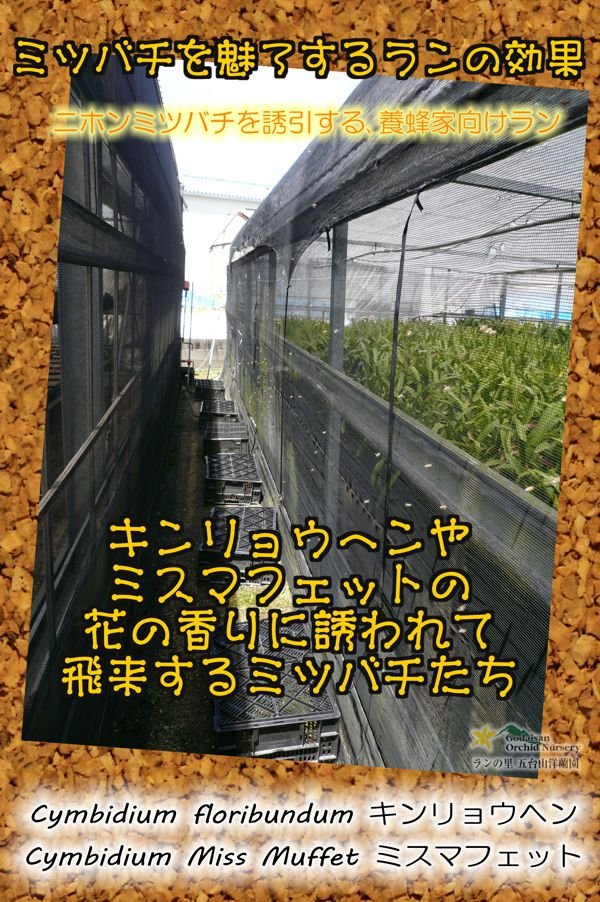 画像2: 【ミツバチを呼ぶ蘭】金稜辺（キンリョウヘン）４号鉢=Cym.floribundum（原種）シンビジューム フロリバンダム (2)