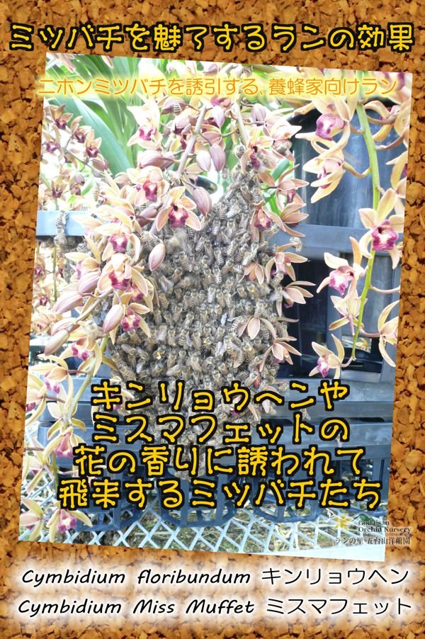 画像3: 【ミツバチを呼ぶ蘭】金稜辺（キンリョウヘン）４号鉢=Cym.floribundum（原種）シンビジューム フロリバンダム (3)