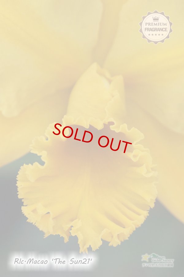 画像3: Rlc.Macao‘The Sun21' (交配種)リンコレリオカトレア マカオ‘ザ サン21' (3)