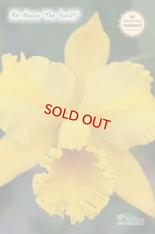 画像2: Rlc.Macao‘The Sun21' (交配種)リンコレリオカトレア マカオ‘ザ サン21' (2)