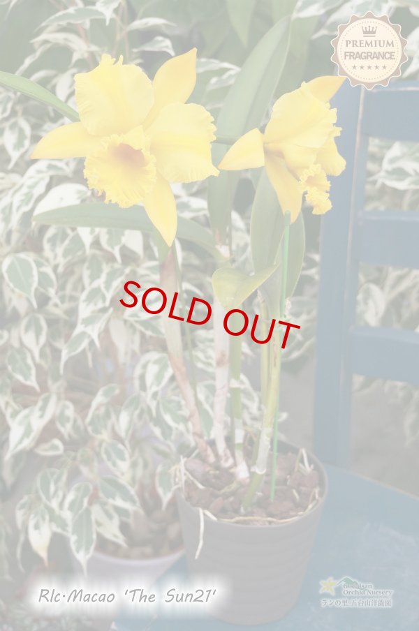 画像5: Rlc.Macao‘The Sun21' (交配種)リンコレリオカトレア マカオ‘ザ サン21' (5)