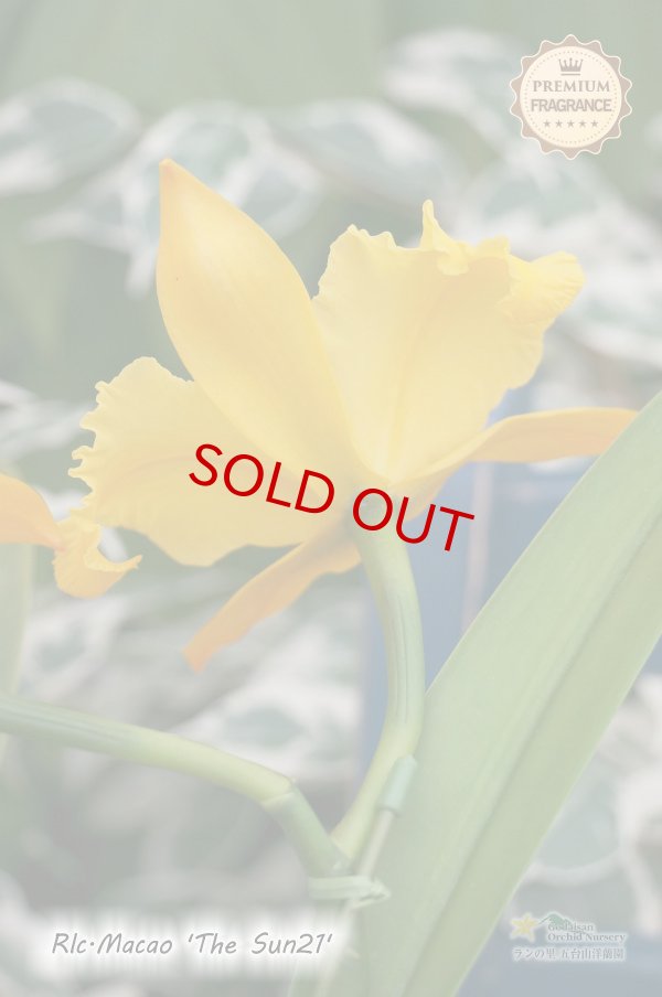 画像4: Rlc.Macao‘The Sun21' (交配種)リンコレリオカトレア マカオ‘ザ サン21' (4)