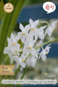 画像3: 【香りが魅力的】Cuitlauzina pulchella (=Osmoglossum pulchellum)（原種） クイトラウジナ プルケラ  (3)