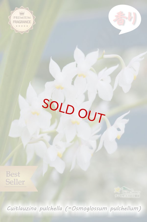 画像3: 【香りが魅力的】Cuitlauzina pulchella (=Osmoglossum pulchellum)（原種） クイトラウジナ プルケラ  (3)