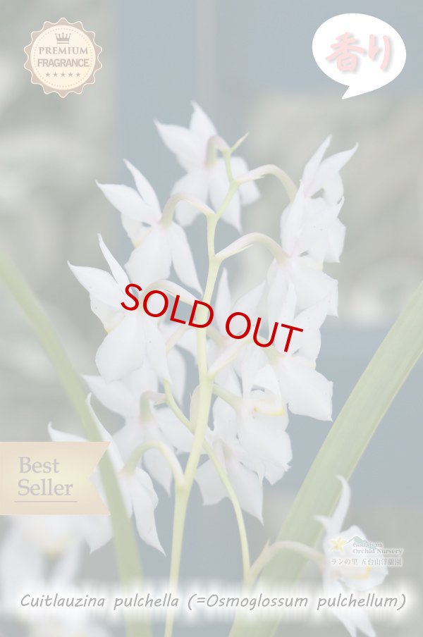 画像4: 【香りが魅力的】Cuitlauzina pulchella (=Osmoglossum pulchellum)（原種） クイトラウジナ プルケラ  (4)