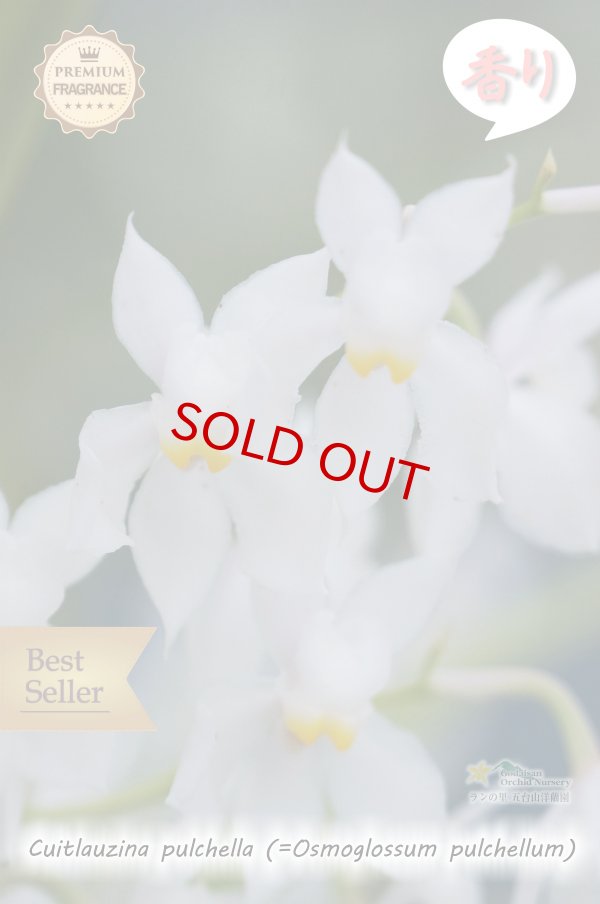 画像2: 【香りが魅力的】Cuitlauzina pulchella (=Osmoglossum pulchellum)（原種） クイトラウジナ プルケラ  (2)