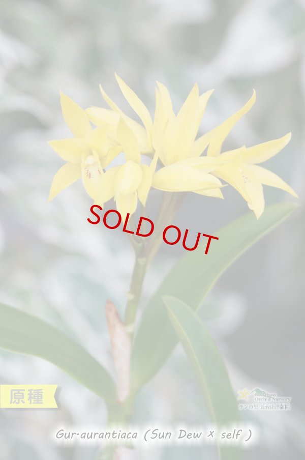 画像2: 【中米原産のラン】Gur.aurantiaca (Sun Dew × self) （原種）グアリアンセ　オウランティアカ（実生株） (2)