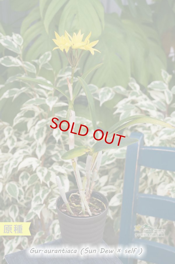 画像4: 【中米原産のラン】Gur.aurantiaca (Sun Dew × self) （原種）グアリアンセ　オウランティアカ（実生株） (4)