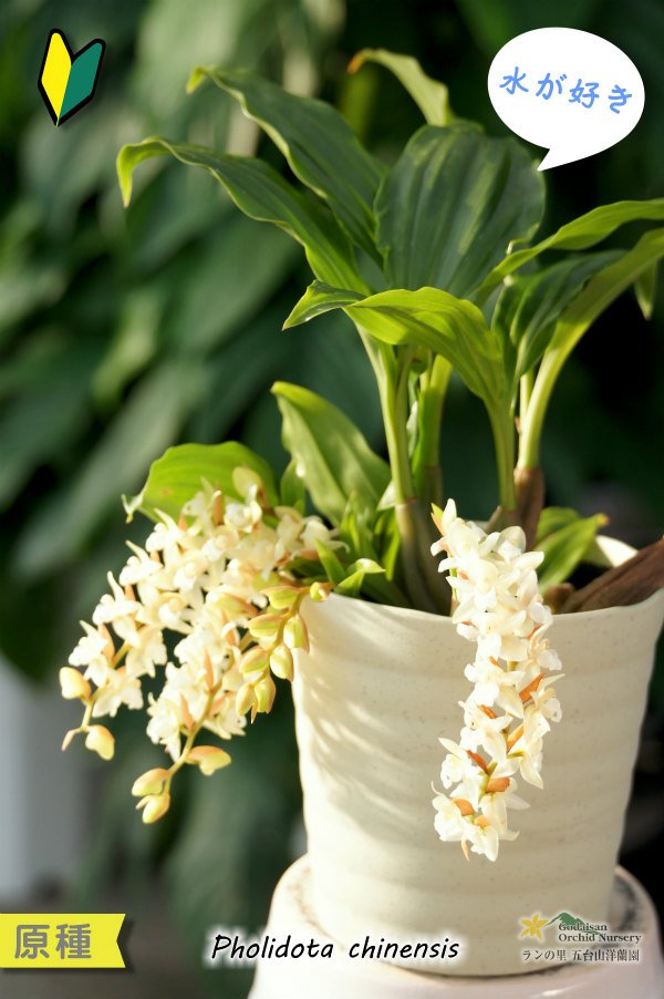 画像3: 【寒さに強く、水が好きなミニ蘭】Coelogyne chinensis（原種）セロジネ　シネンシス（旧：Pholidota chinensis　ホリドータ　シネンシス） (3)
