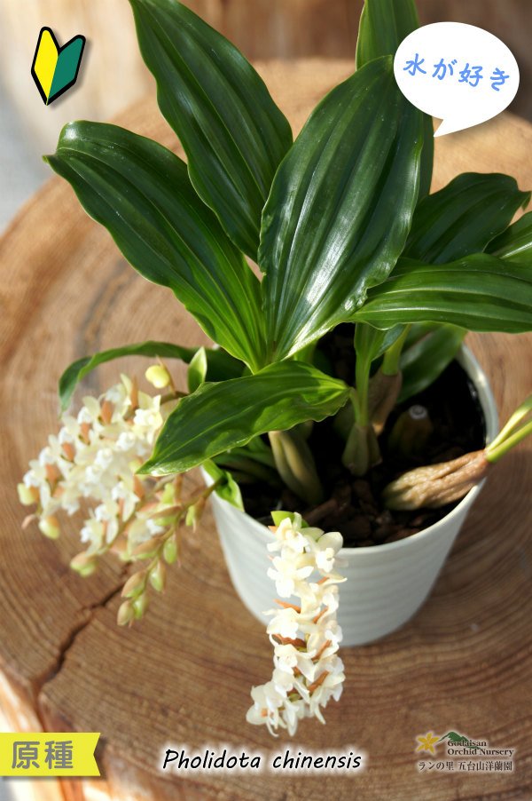 画像4: 【寒さに強く、水が好きなミニ蘭】Coelogyne chinensis（原種）セロジネ　シネンシス（旧：Pholidota chinensis　ホリドータ　シネンシス） (4)
