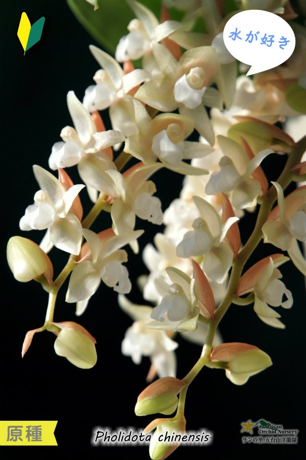 画像2: 【寒さに強く、水が好きなミニ蘭】Coelogyne chinensis（原種）セロジネ　シネンシス（旧：Pholidota chinensis　ホリドータ　シネンシス） (2)