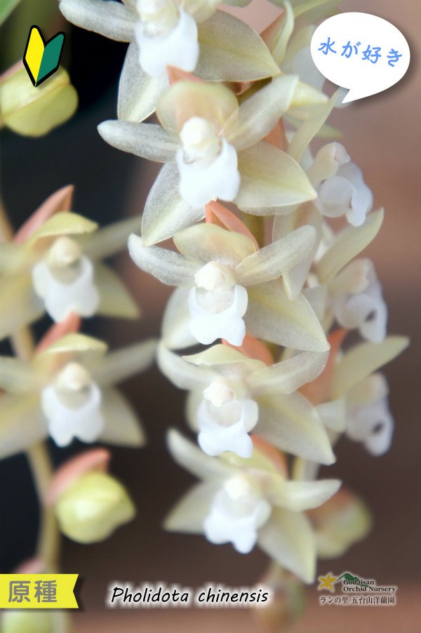 画像1: 【寒さに強く、水が好きなミニ蘭】Coelogyne chinensis（原種）セロジネ　シネンシス（旧：Pholidota chinensis　ホリドータ　シネンシス） (1)