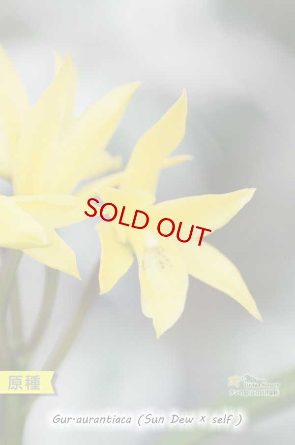 画像3: 【中米原産のラン】Gur.aurantiaca (Sun Dew × self) （原種）グアリアンセ　オウランティアカ（実生株） (3)