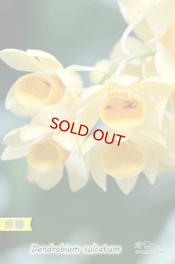 画像2: 【バルブがぺったんこなデンドロ原種】Den.sulcatum（原種）デンドロビウム　サルカタム (2)