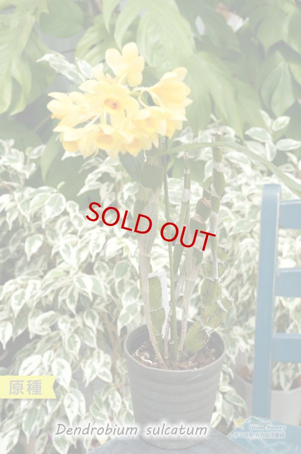 画像3: 【バルブがぺったんこなデンドロ原種】Den.sulcatum（原種）デンドロビウム　サルカタム (3)