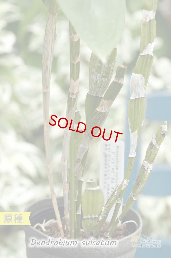 画像5: 【バルブがぺったんこなデンドロ原種】Den.sulcatum（原種）デンドロビウム　サルカタム (5)