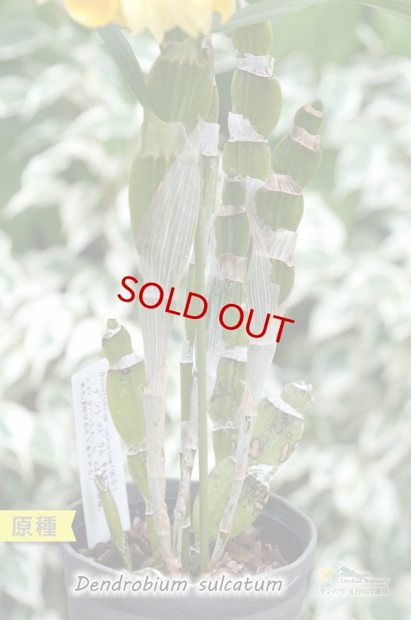 画像4: 【バルブがぺったんこなデンドロ原種】Den.sulcatum（原種）デンドロビウム　サルカタム (4)