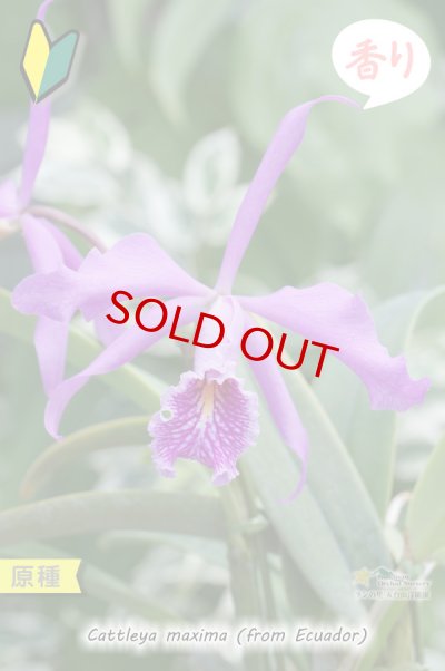 カトレア原種】C.maxima (from Ecuador) （原種）カトレア マキシマ