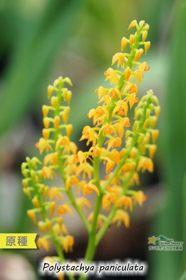 画像3: 【アフリカの自然を感じさせる美しい原種ラン】Polystachya paniculata（原種）ポリスタキア　パニキュラータ (3)