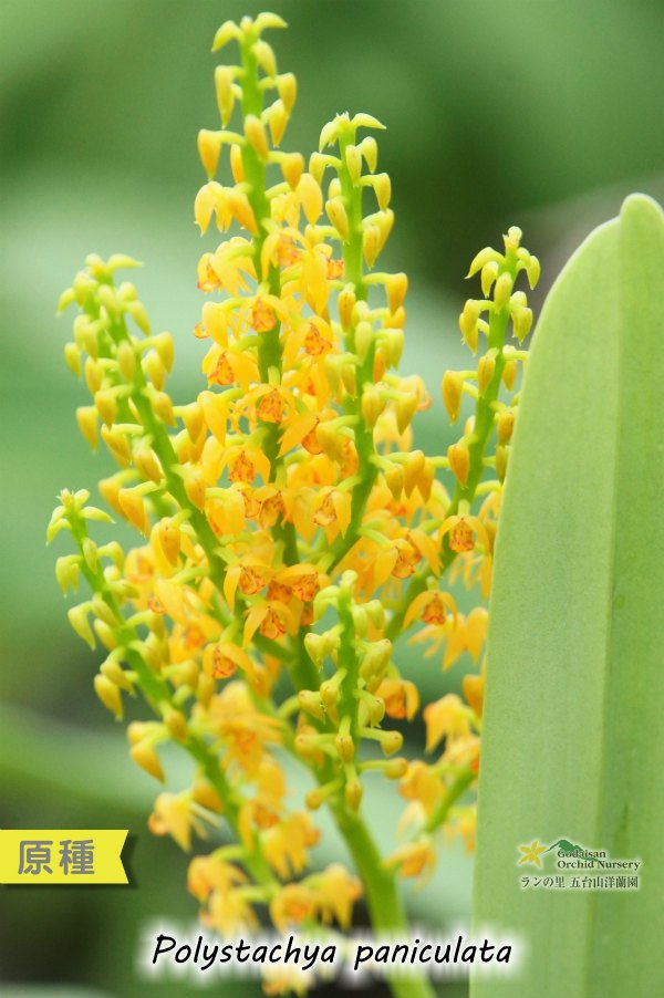 画像1: 【蕾が歯間ブラシの様なアフリカのラン】Polystachya paniculata（原種）ポリスタキア　パニキュラータ (1)