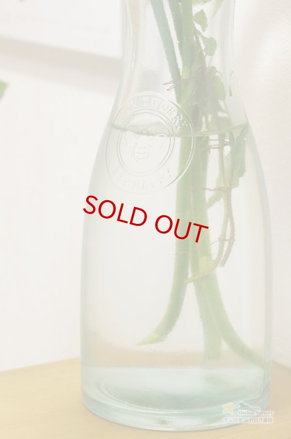 画像3: 【ミディ胡蝶蘭切花】ミディ胡蝶蘭白花１本から（５本購入で１本サービス中、延命剤もお付けしてます。） (3)