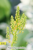 画像3: 【蕾が歯間ブラシの様なアフリカのラン】Polystachya paniculata（原種）ポリスタキア　パニキュラータ (3)