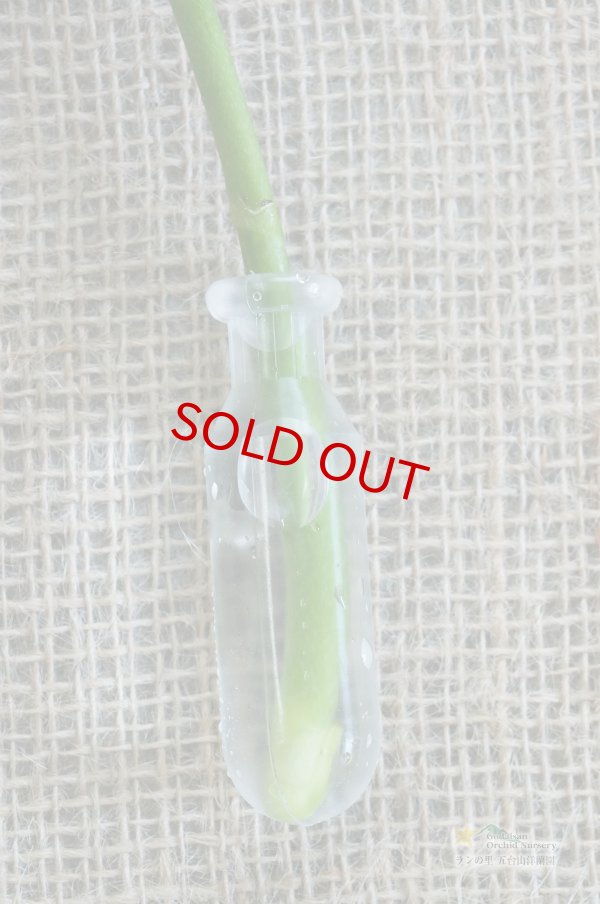 画像2: 【ミディ胡蝶蘭切花】ミディ胡蝶蘭白花１本から（５本購入で１本サービス中、延命剤もお付けしてます。） (2)