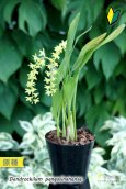 画像3: 【ライスオーキッドと呼ばれる稲穂の様に垂れるラン】Dendrochilum pangasinanense （原種）デンドロキラム　パンガシナネンセ (3)