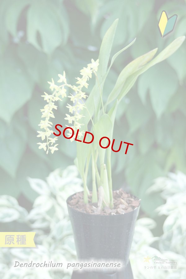 画像3: 【ライスオーキッドと呼ばれる稲穂の様に垂れるラン】Dendrochilum pangasinanense （原種）デンドロキラム　パンガシナネンセ (3)