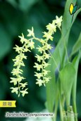 画像2: 【ライスオーキッドと呼ばれる稲穂の様に垂れるラン】Dendrochilum pangasinanense （原種）デンドロキラム　パンガシナネンセ  (2)