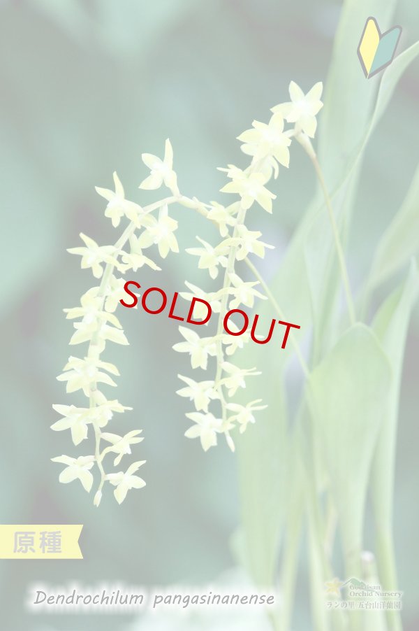 画像2: 【ライスオーキッドと呼ばれる稲穂の様に垂れるラン】Dendrochilum pangasinanense （原種）デンドロキラム　パンガシナネンセ (2)