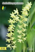 画像1: 【ライスオーキッドと呼ばれる稲穂の様に垂れるラン】Dendrochilum pangasinanense （原種）デンドロキラム　パンガシナネンセ  (1)