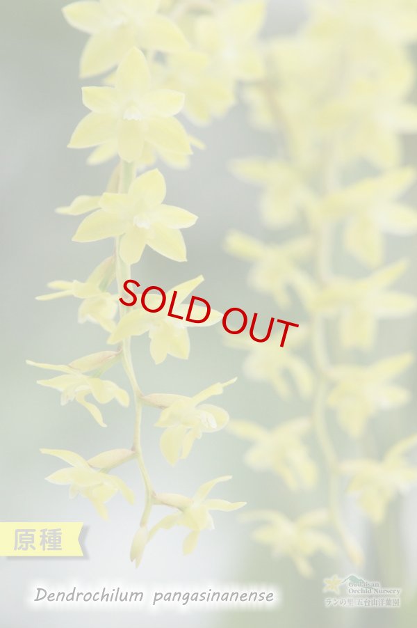画像4: 【ライスオーキッドと呼ばれる稲穂の様に垂れるラン】Dendrochilum pangasinanense （原種）デンドロキラム　パンガシナネンセ (4)