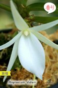 画像5: 【夕方から香るマダガスカルのミニ洋蘭】Angraecum didieri （原種）アングレカム ディディエリ (5)