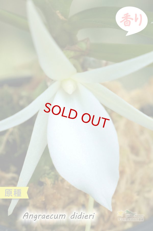 画像5: 【夕方から香るマダガスカルのミニ洋蘭】Angraecum didieri (原種)アングレカム ディディエリ (5)