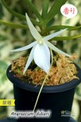 画像2: 【夕方から香るマダガスカルのミニ洋蘭】Angraecum didieri （原種）アングレカム ディディエリ (2)