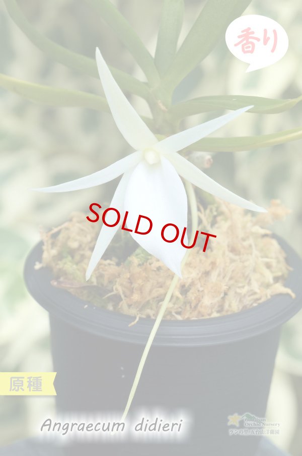 画像2: 【夕方から香るマダガスカルのミニ洋蘭】Angraecum didieri (原種)アングレカム ディディエリ (2)