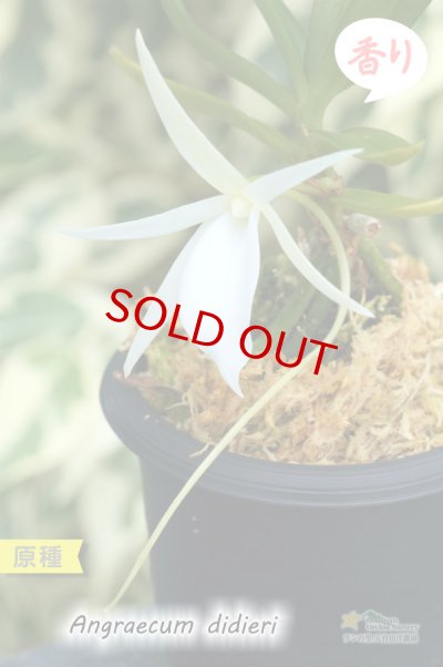 夕方から香るマダガスカルのミニ洋蘭】Angraecum didieri （原種