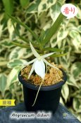 画像1: 【夕方から香るマダガスカルのミニ洋蘭】Angraecum didieri （原種）アングレカム ディディエリ (1)